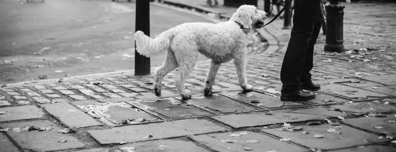 How to keep your dog safe near busy roads | PetAir UK