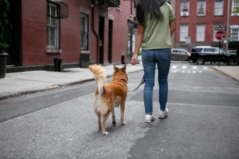 Taking your dog to New York | PetAir UK