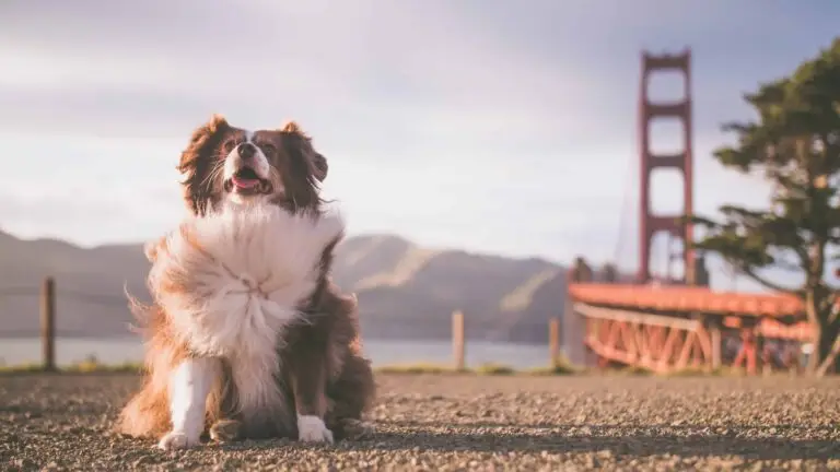 What does my dog need to travel to the USA? | PetAir UK