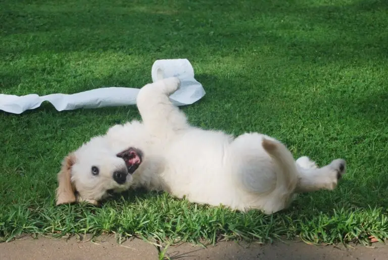Top 10 mischievous dog breeds revealed | PetAir UK