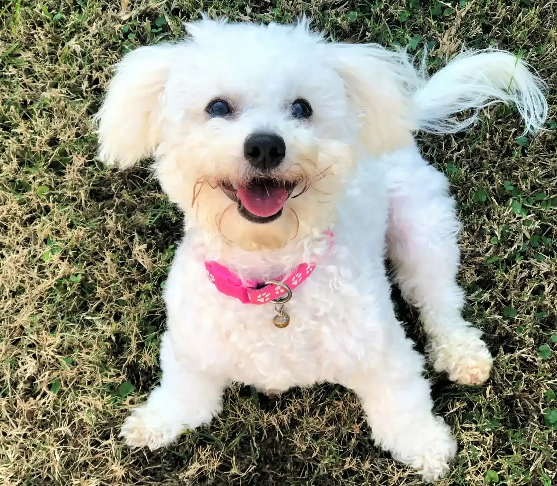 Things to do with your dog in Adelaide | PetAir UK