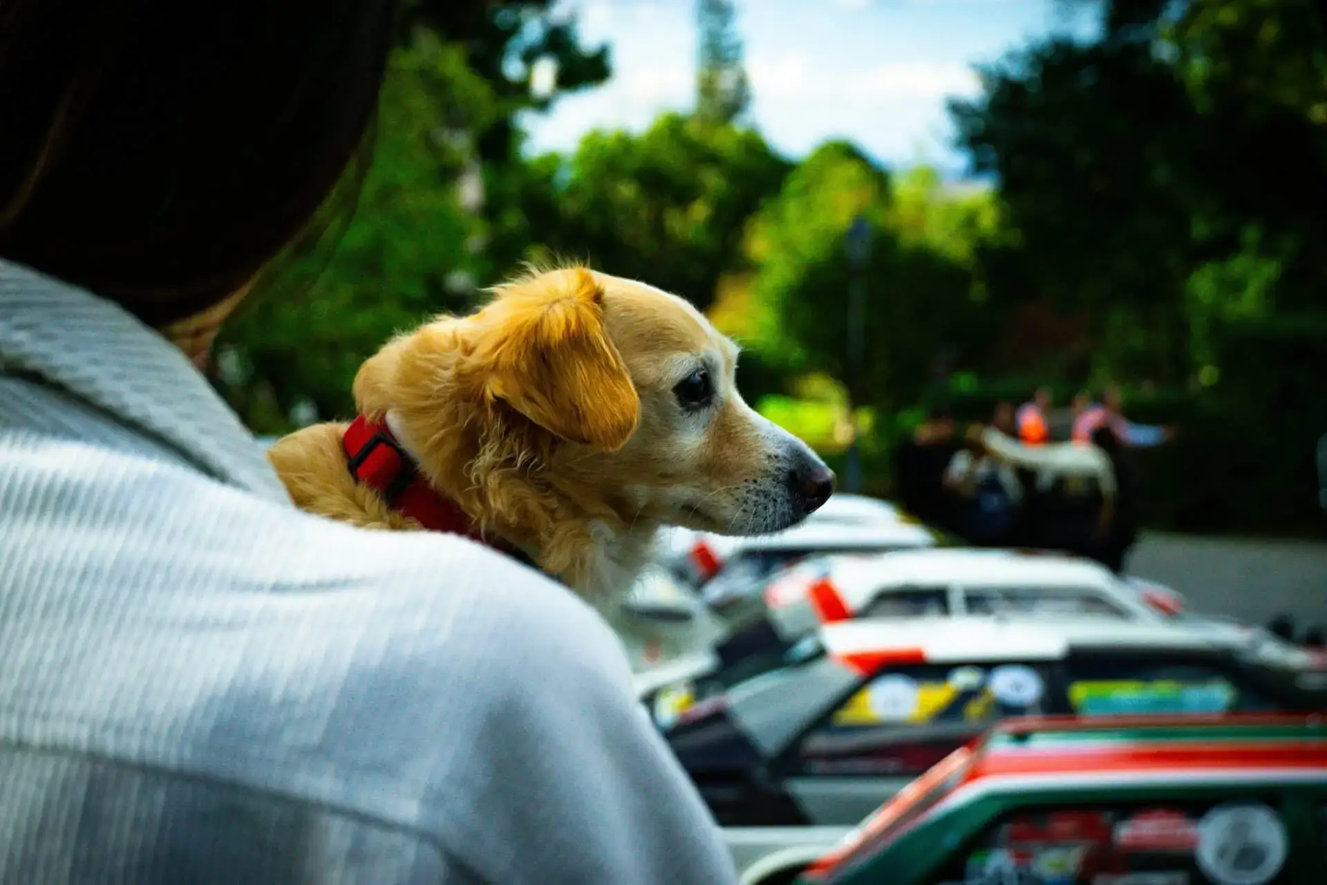 Dogs and parades: how to navigate busy celebrations with your pet | PetAir UK