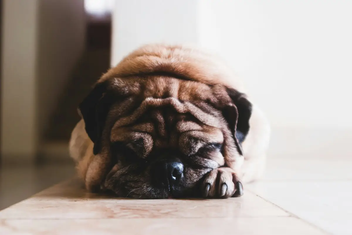 Do pugs go into quarantine when leaving the UK? | PetAir UK