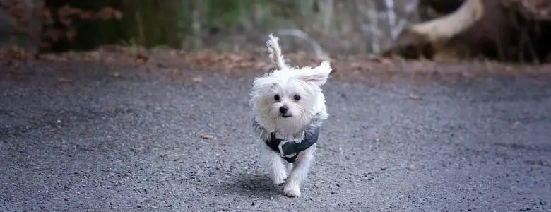 Dressing up your dog could be harming their health | PetAir UK