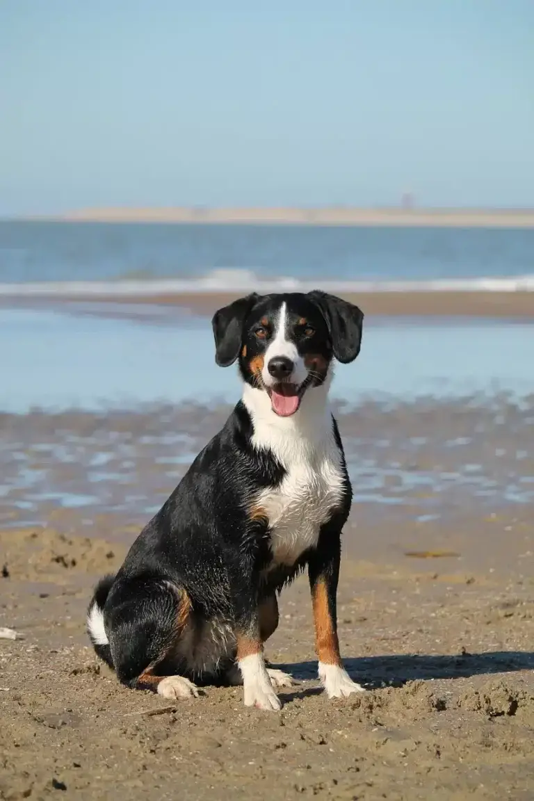 Where to Take Dogs in Sharja | PetAir UK