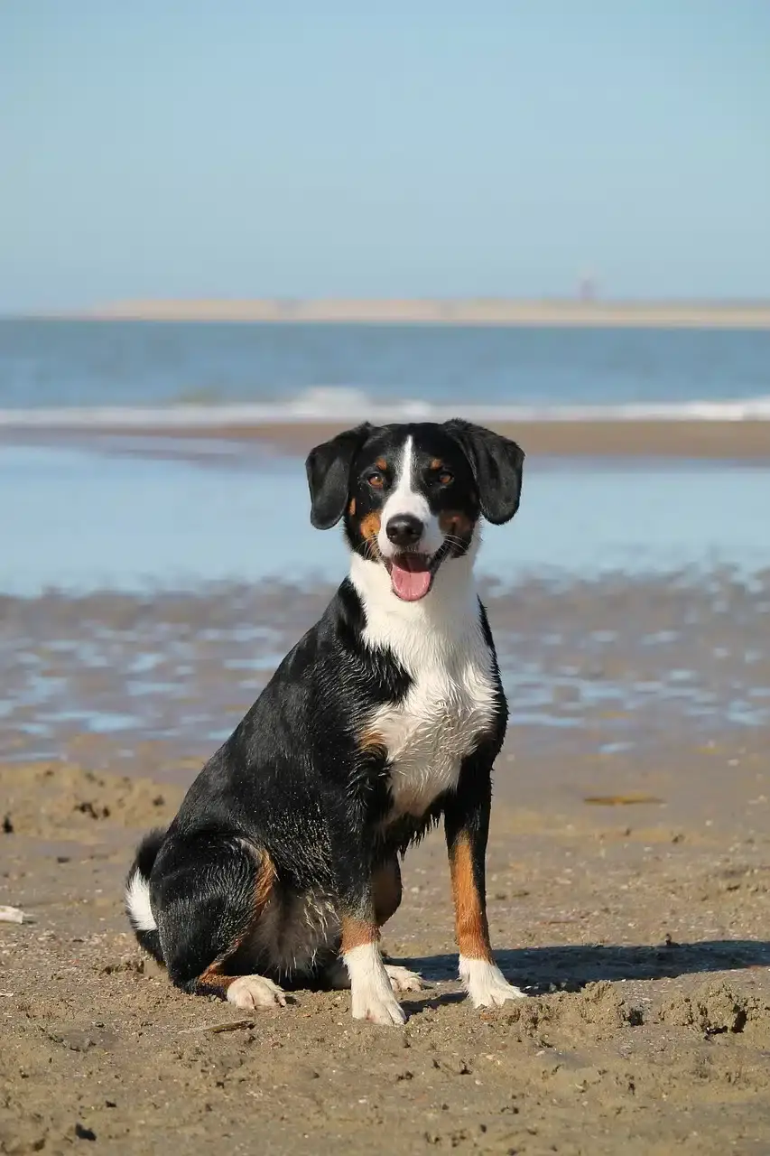 Where to Take Dogs in Sharja | PetAir UK