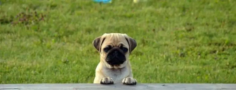 10 Interesting Facts About Pugs | PetAir UK