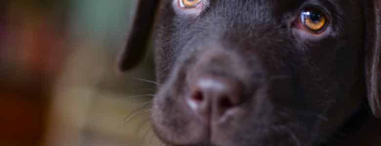 Law says mother must be present for buying puppies | PetAir UK