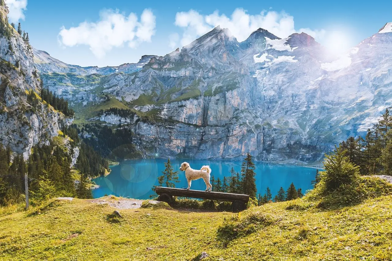 Where to take your dog in Switzerland | PetAir UK