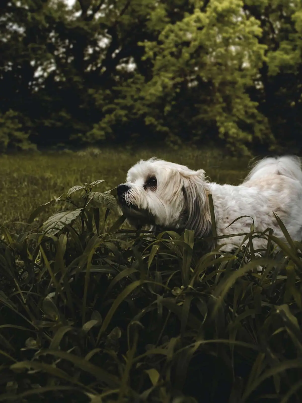 Where to take your dog in Indianapolis | PetAir UK