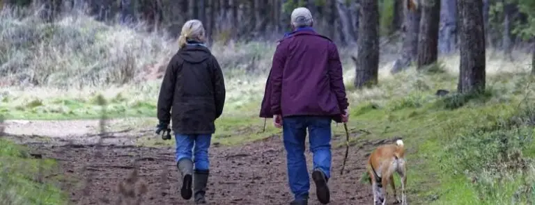 Four-dog walking law comes into effect in Gosport | PetAir UK