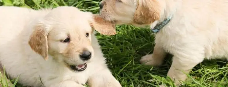 Pet Holidays & Awareness Days Around the World | PetAir UK