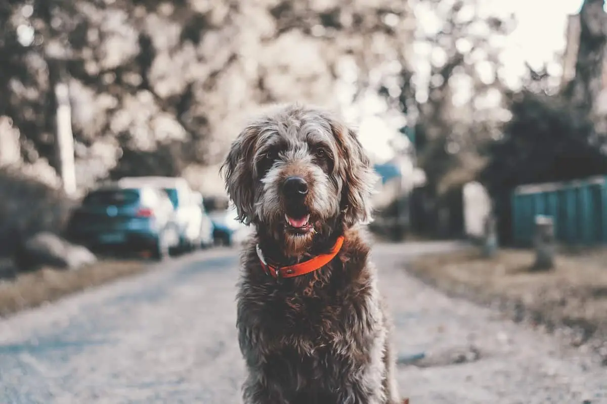 Where to take your dog in Luxembourg | petAir UK