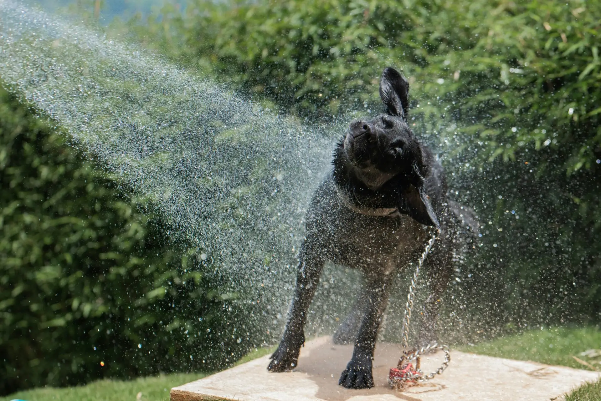Staying cool with your dog in Dubai: The best dog-friendly tips to beat the heat | PetAir UK