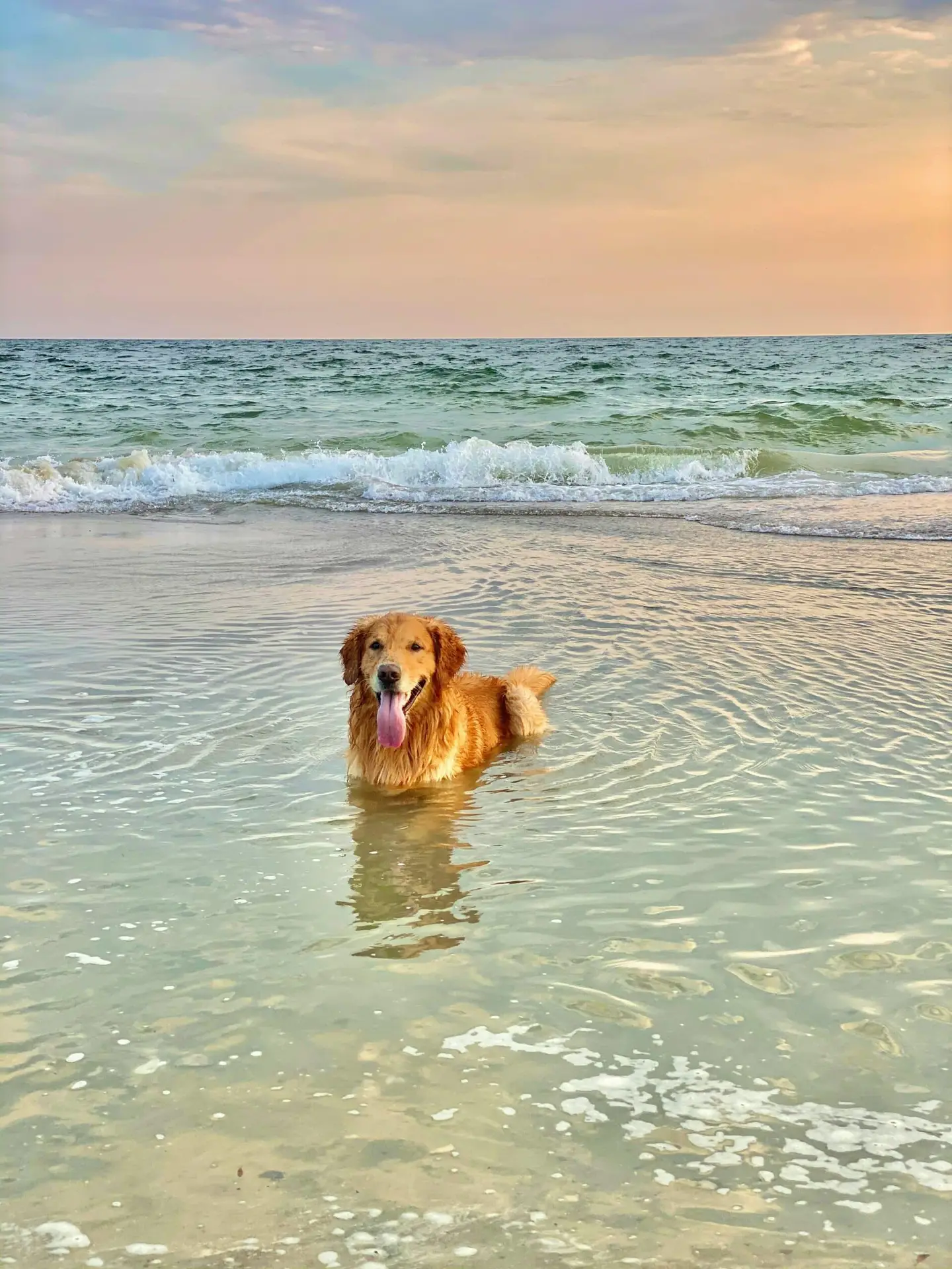 Things to do with your dog in Perth | PetAir UK