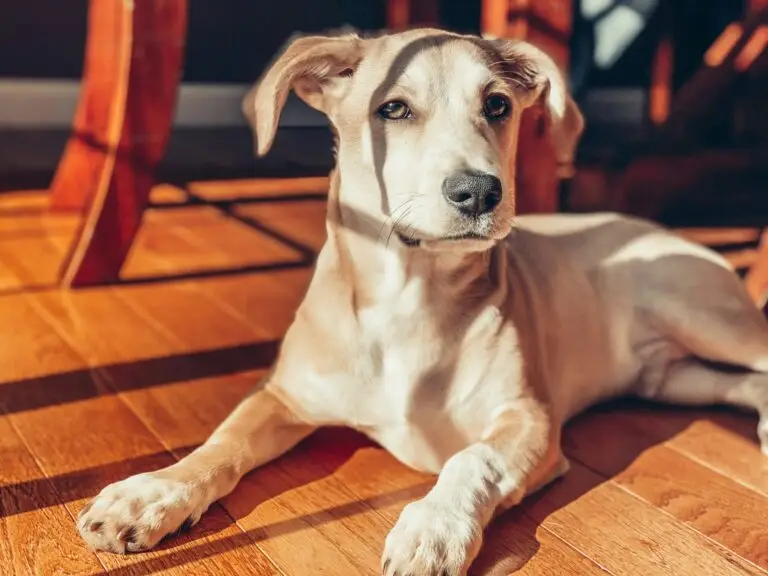 Visiting San Francisco with Pets: A Guide to the City by the Bay | petAir UK