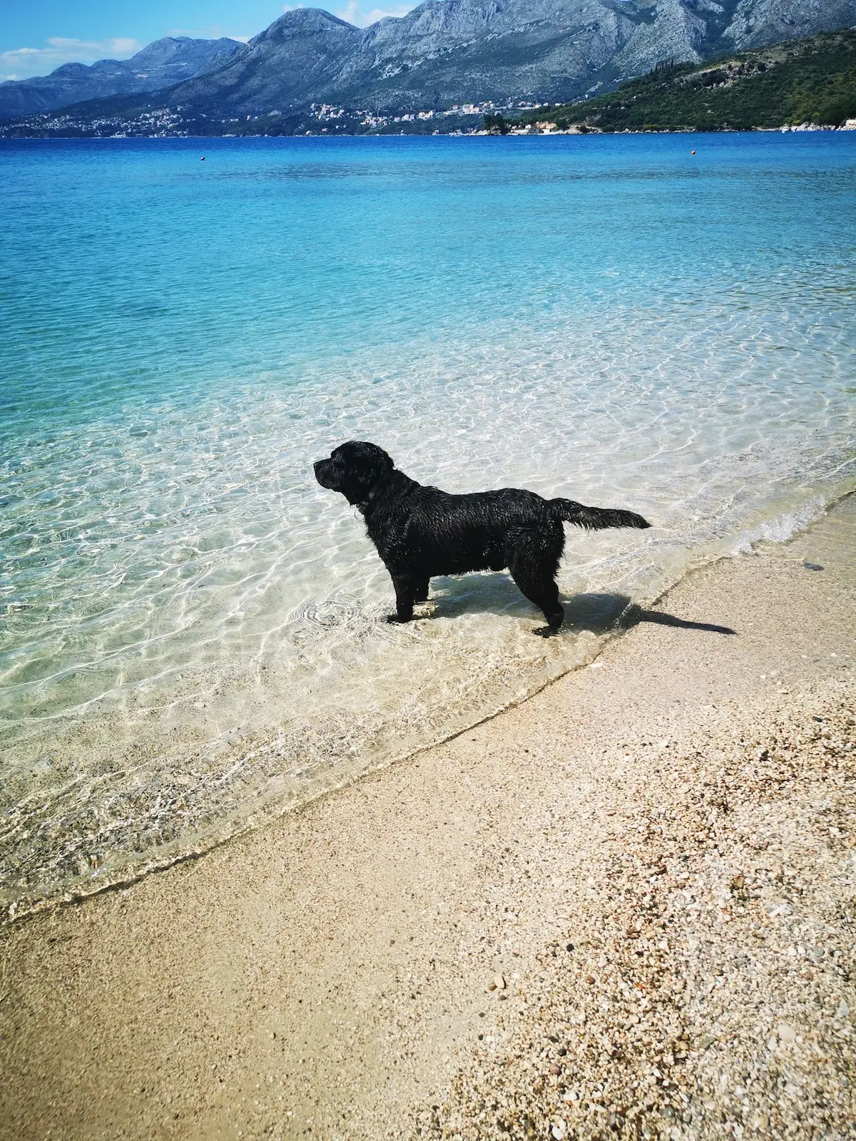 Where to take your dog in Croatia | PetAir UK