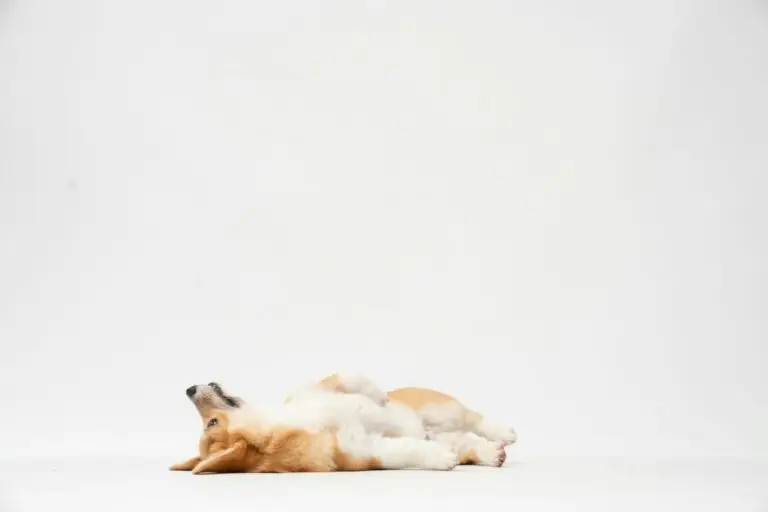 Kennel Club LAX | PetAir UK