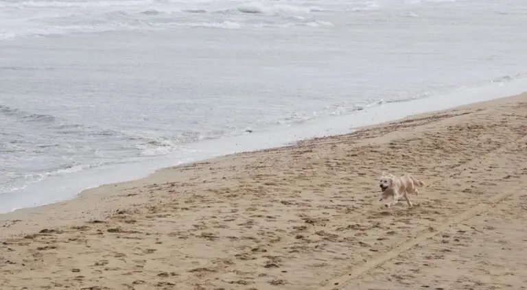 Where to take your dog in Cyprus | PetAir UK