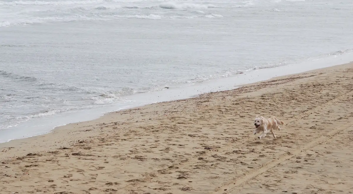 Where to take your dog in Cyprus | PetAir UK