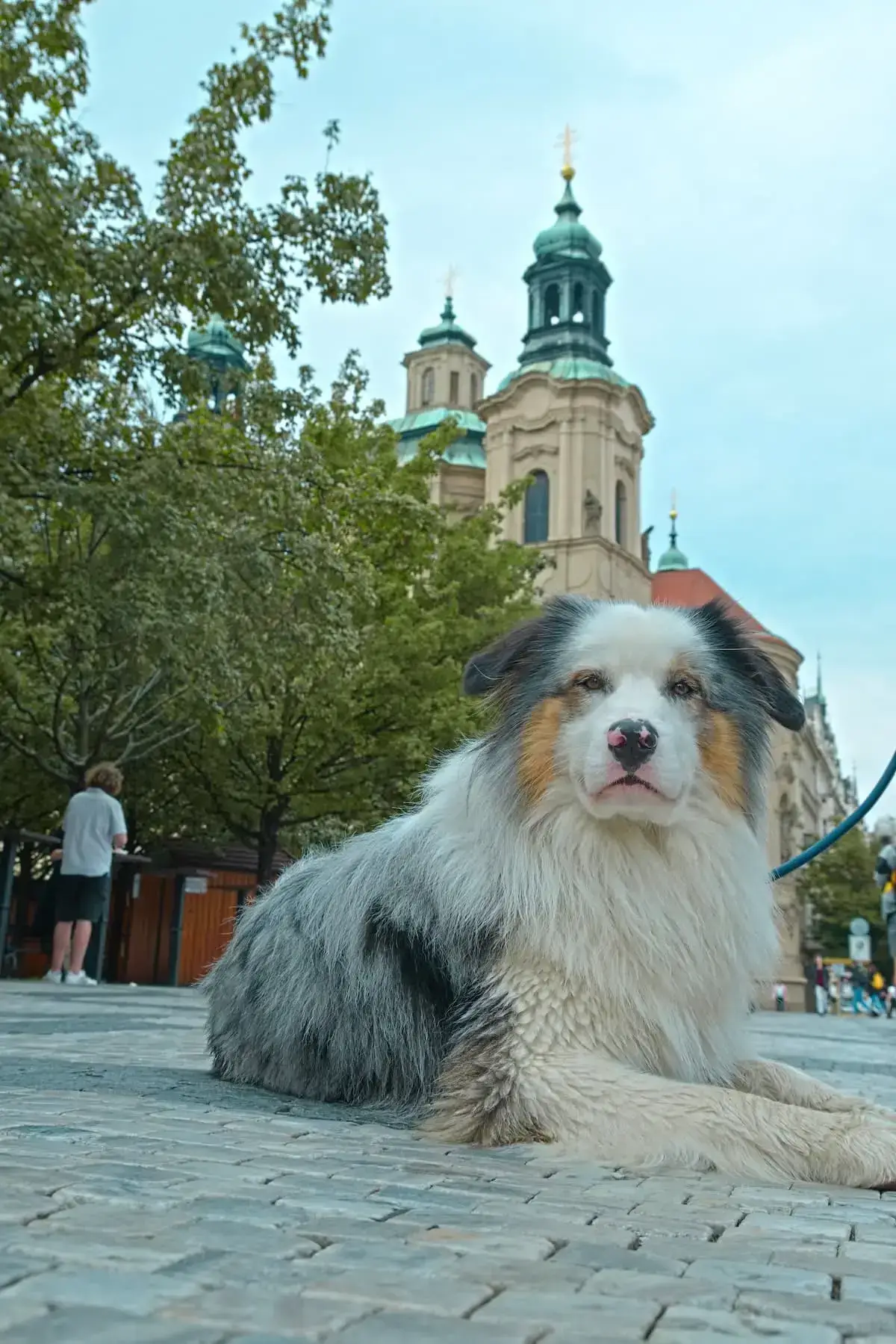 Where to take your dog in Prague | PetAir UK