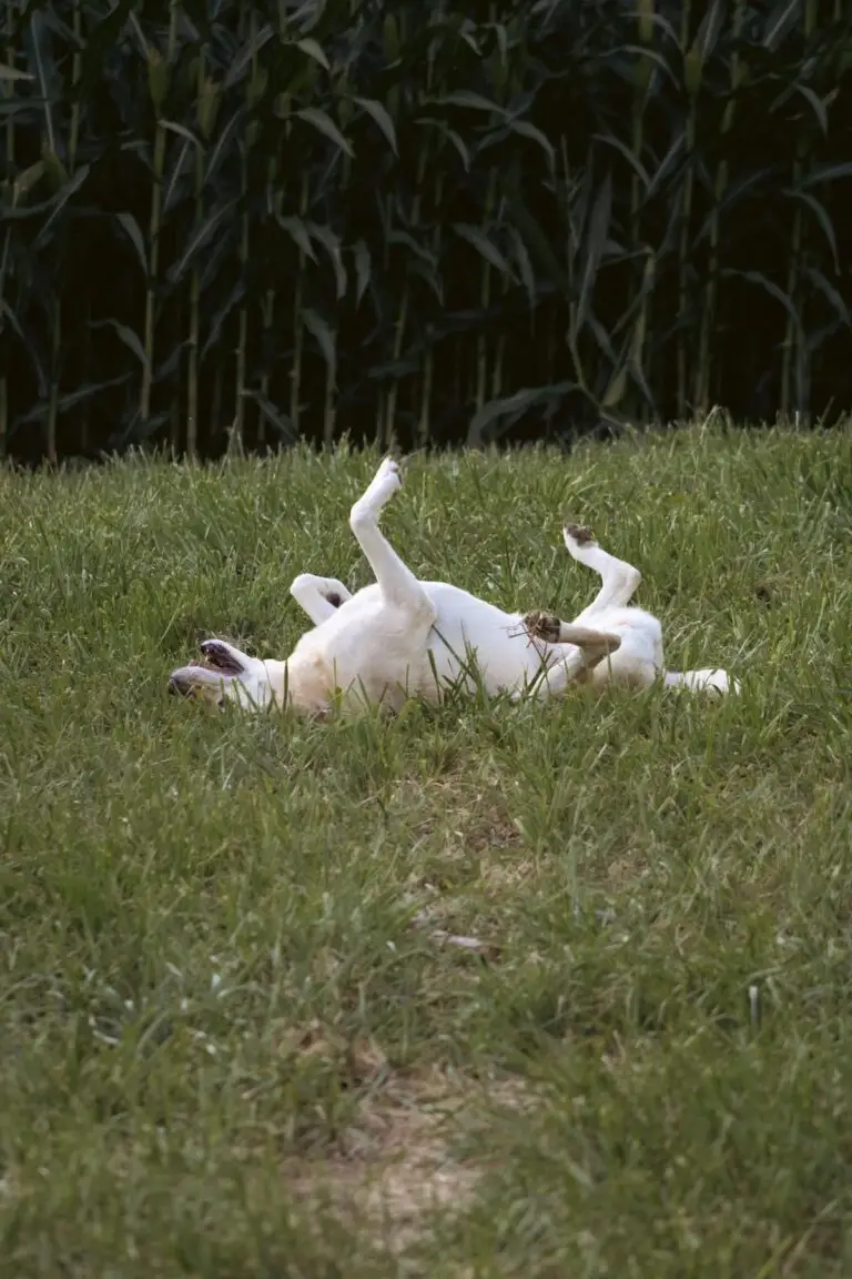Why does my dog roll in smelly things? | PetAir UK