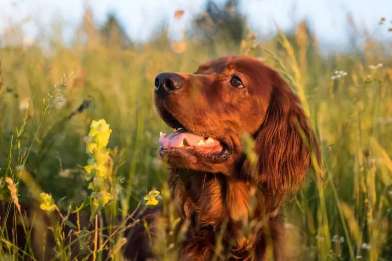 Where to take your dog in Geneva, Switzerland | PetAir UK