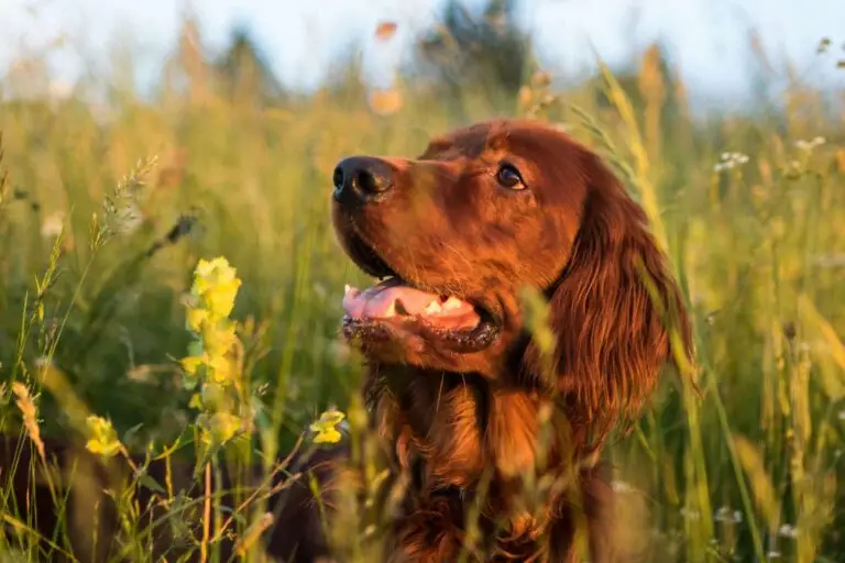 Spring Travel with Pets: How to Prepare Them for Warmer Climates | PetAir UK