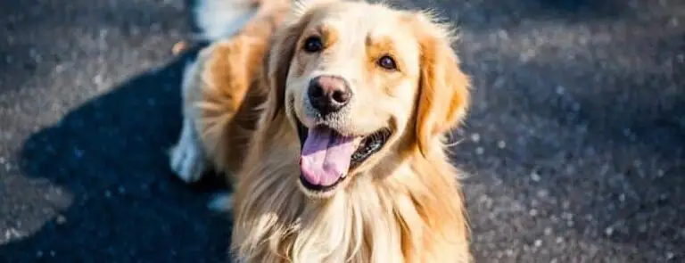 10 Great Facts About Golden Retrievers | PetAir UK
