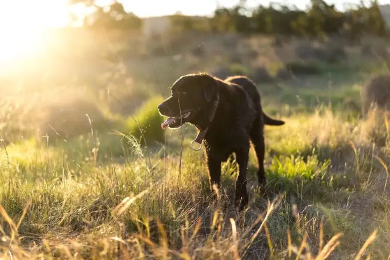 Where to take your dog in Canberra, Australia | PetAir UK