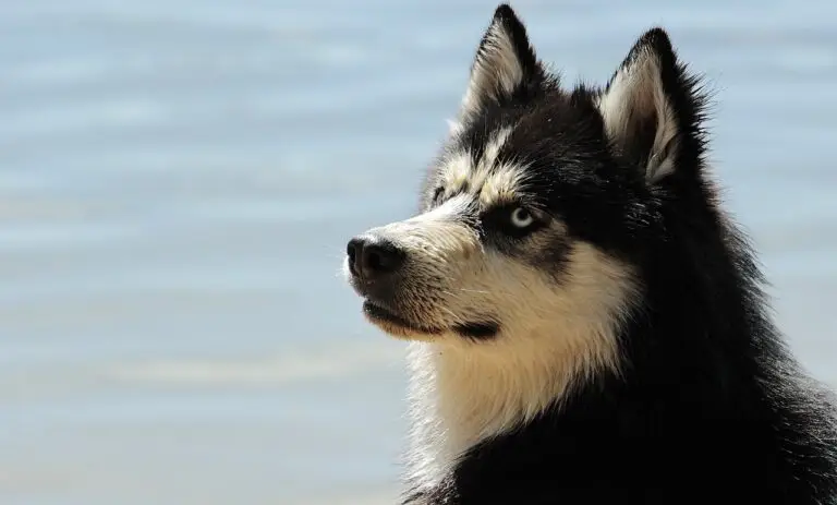 Where to take dogs in Umm al Quwain | PetAir UK