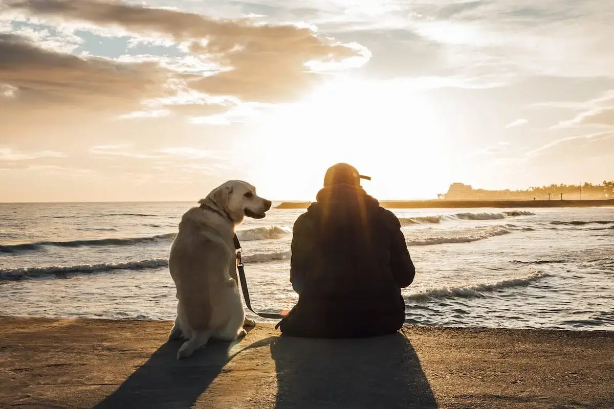 Where to take your dog in Barcelona | PetAir UK