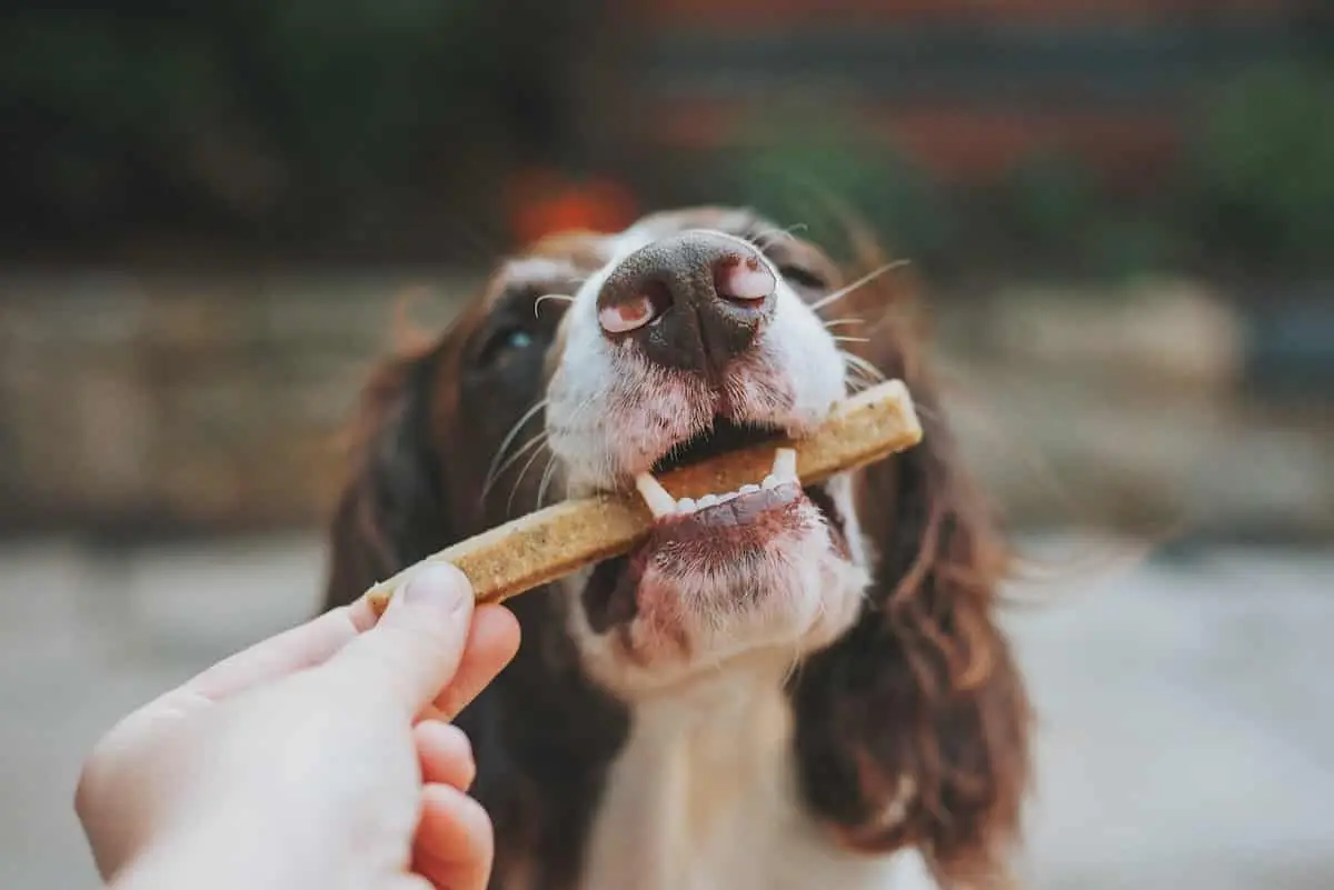 UK’s first food hall for dogs opens in Bournemouth | PetAir UK