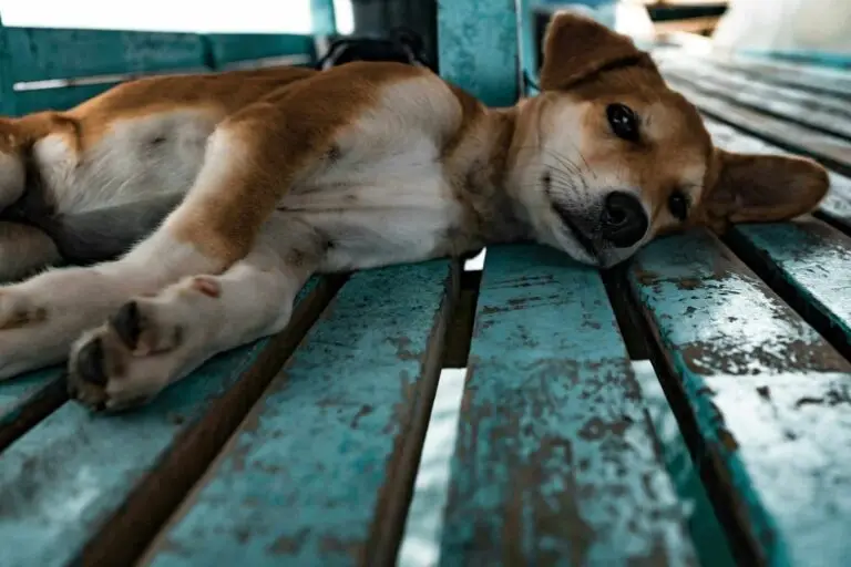 Traveling to Asia with Pets: How Pet-Friendly is It? | PetAir UK