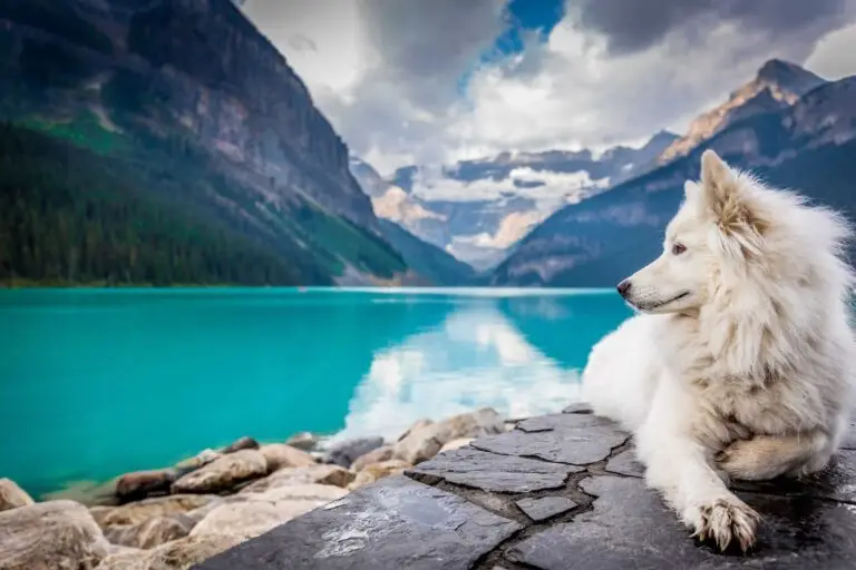 Where to take your dog in Canada | PetAir UK