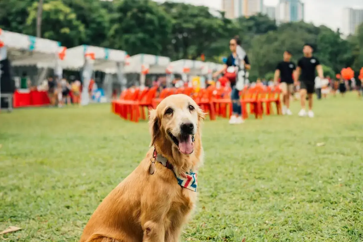 Where to take your dog in Singapore | PetAir UK