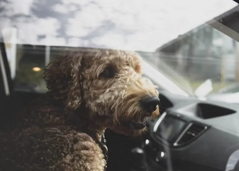 Unusual pet laws you’ve probably never heard of | PetAir UK