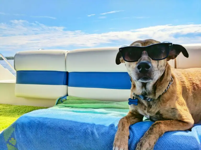Taking your dog to Hawaii | PetAir UK