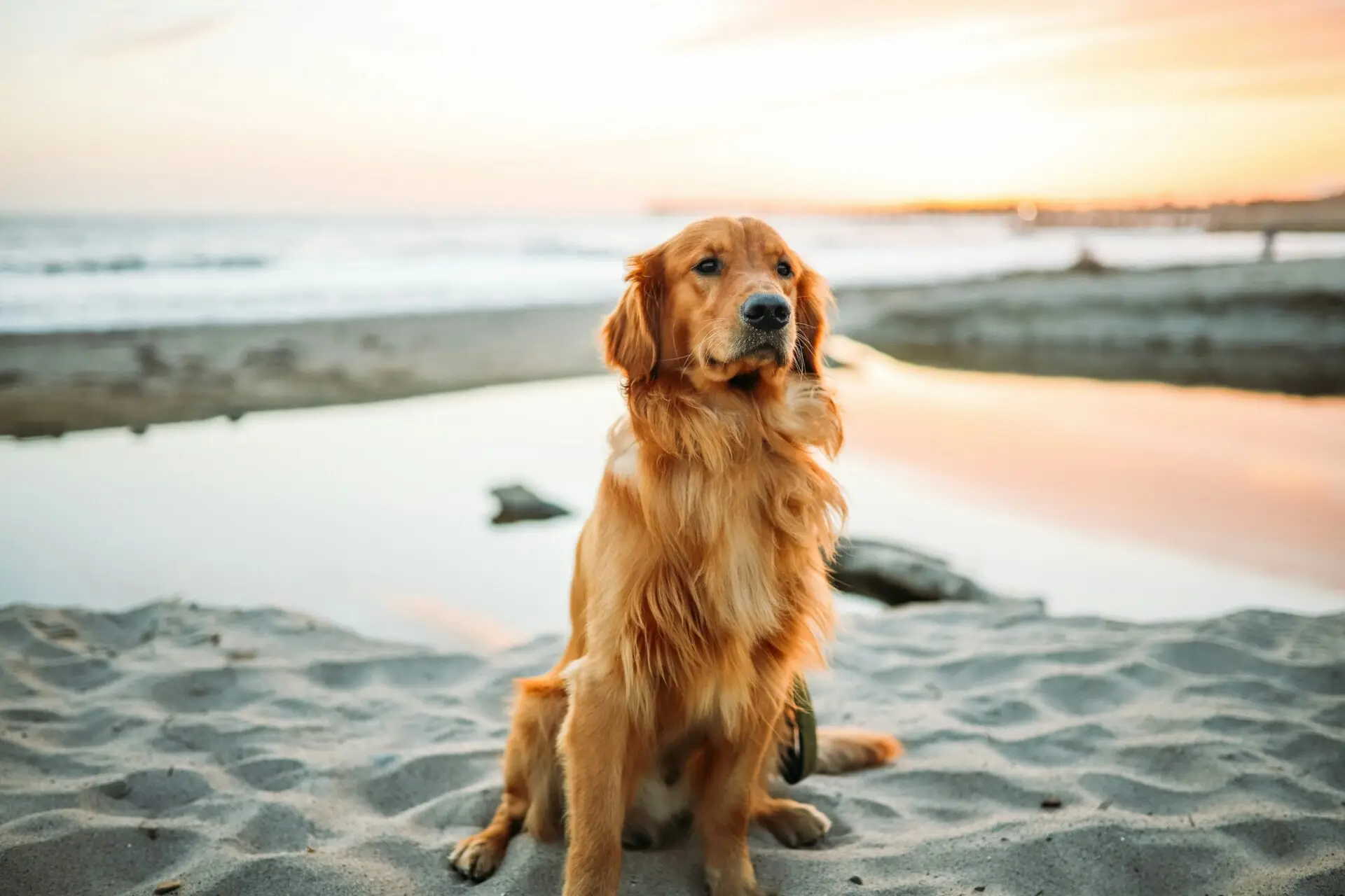 The Best Pet-Friendly Places in LA to Visit in 2025 | PetAir UK