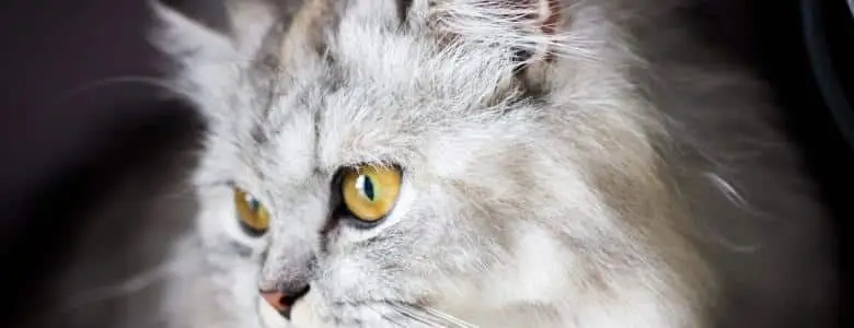 Everything you need to know about feline pneumonia | PetAir UK