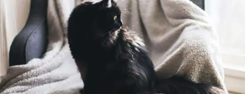 Black cats less popular due to Instagram | PetAir UK