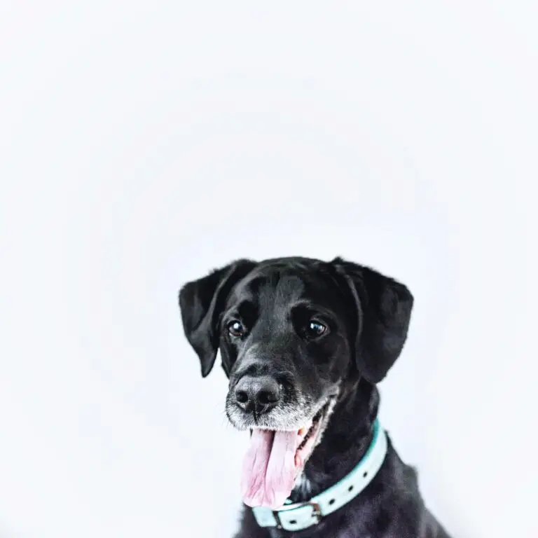 How much does it cost to export a pet? | PetAir UK