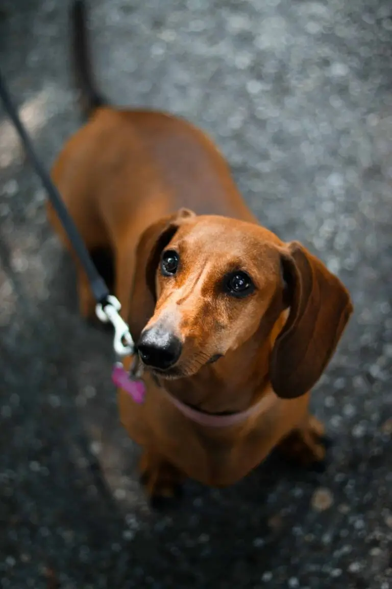 Where to take your dog in Delhi | PetAir UK