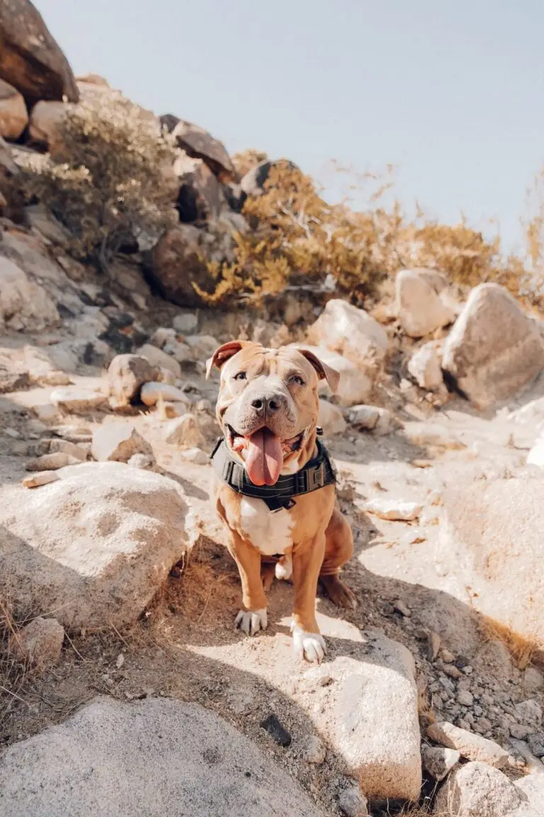 Where to take your dog in Menorca | PetAir UK
