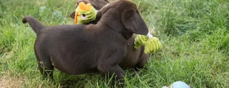 10 Interesting Facts about Labradors | PetAir UK
