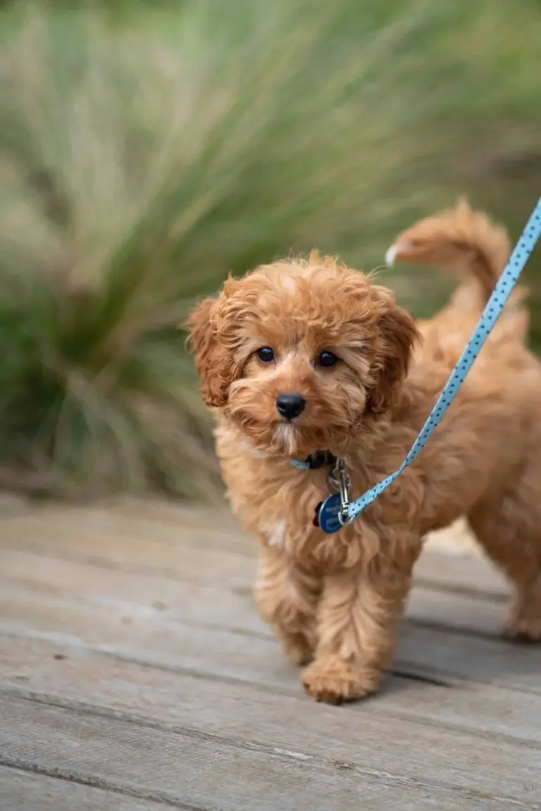 Where to take your dog in Melbourne | PetAir UK
