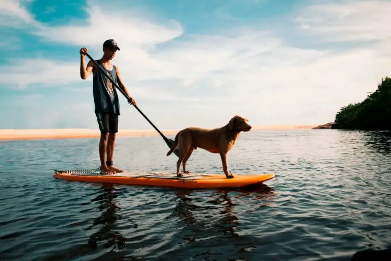 Taking a dog to Thailand from uk | PetAir UK