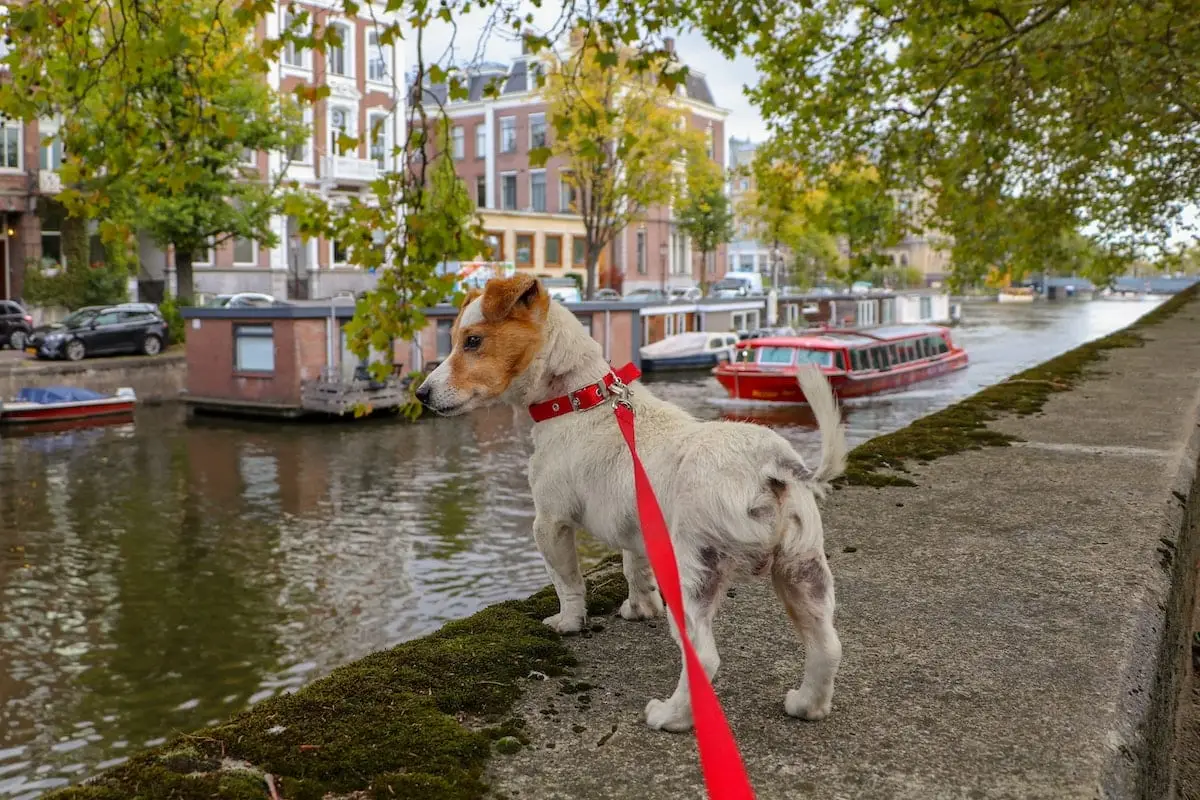 Where to take your dog in Amsterdam | PetAir UK