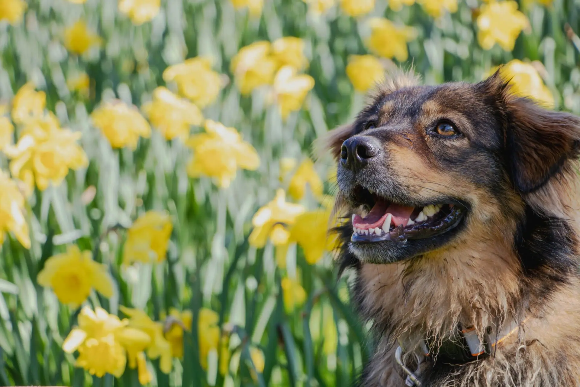 Keeping Your Dog Safe and Stress-Free While Travelling for Easter Celebrations | PetAir UK