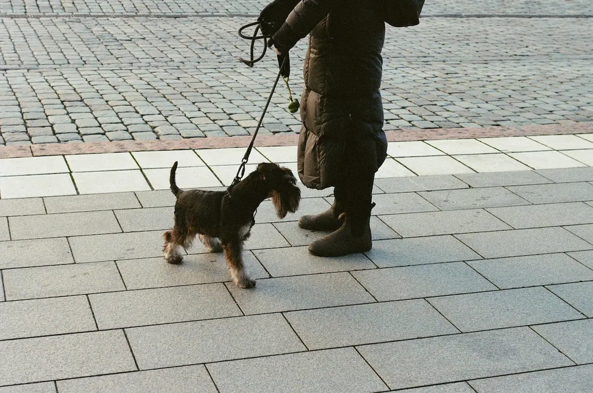 Where to take your dog in Stockholm | PetAir UK
